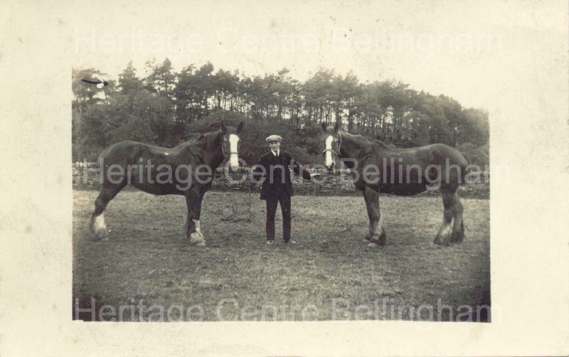 Jack Maughan, carter, with two horses, at Fallow Green