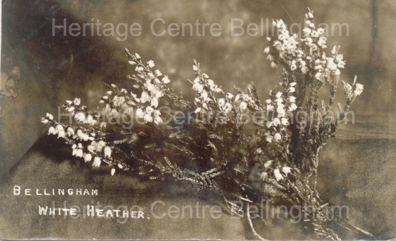 Image from the Heritage Centre Bellingham Collection